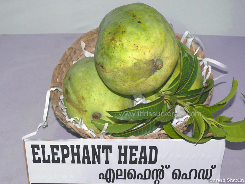 Elephant Head